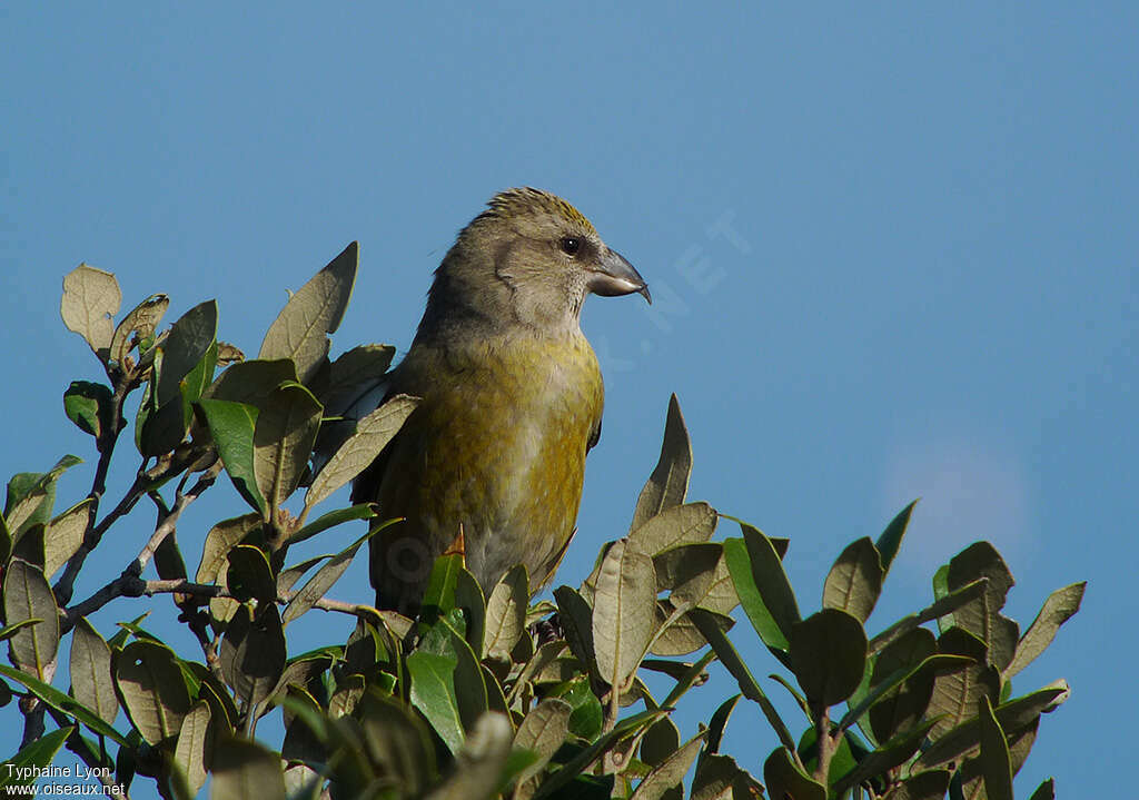 Bec-croisé des sapins femelle, portrait