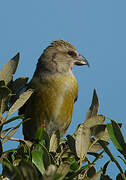 Red Crossbill