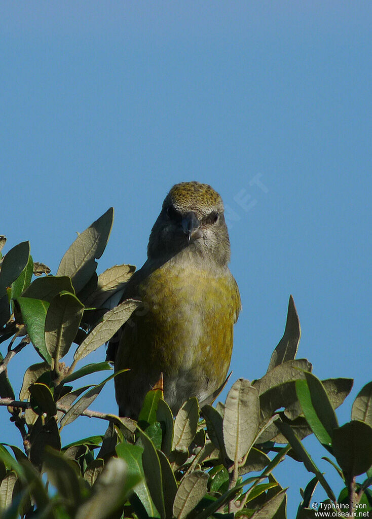 Red Crossbill