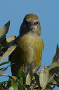 Red Crossbill