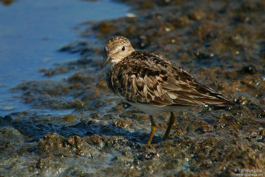 Temminck's Stint