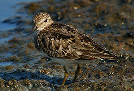 Temminck's Stint