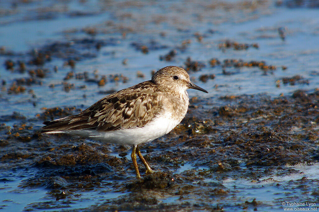 Temminck's Stint