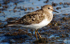 Temminck's Stint