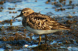 Temminck's Stint