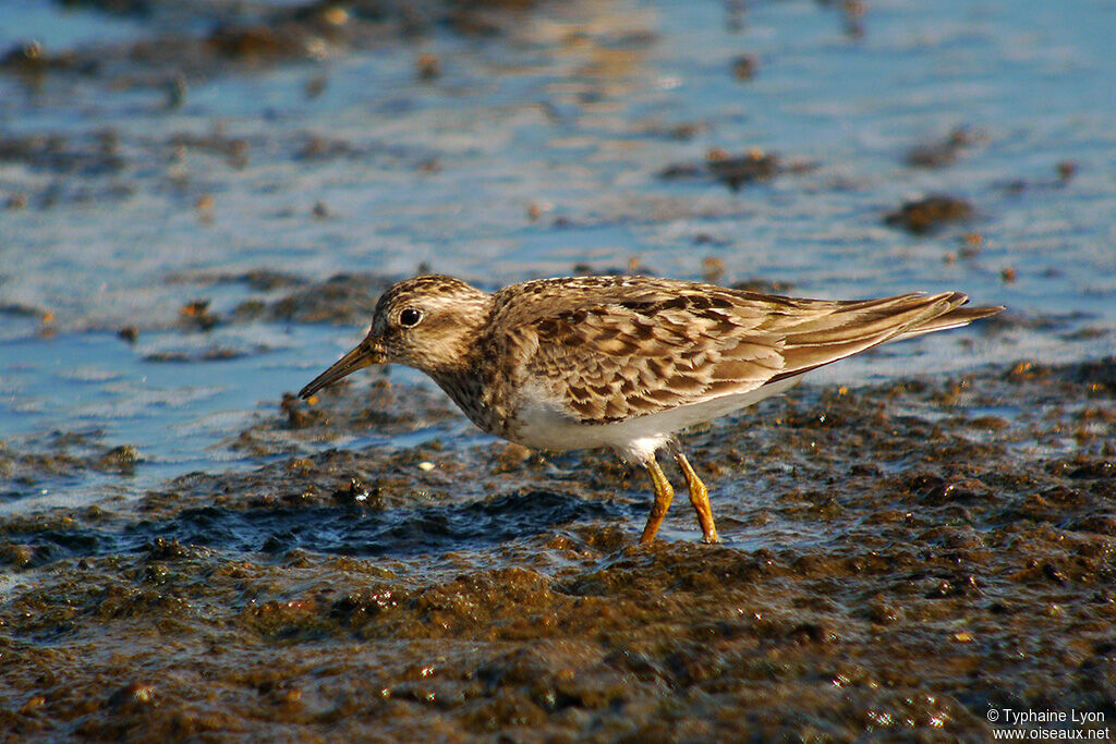 Temminck's Stint