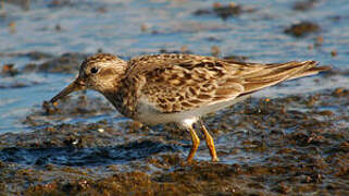 Temminck's Stint