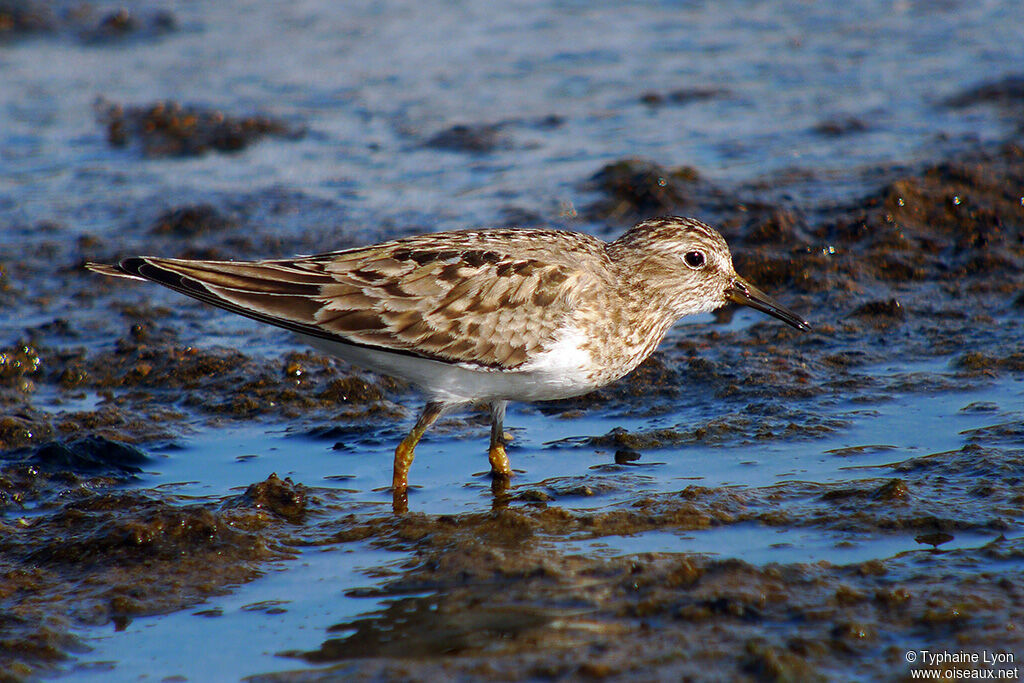 Temminck's Stint