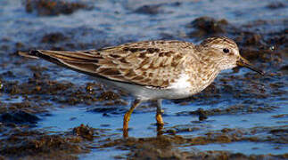 Temminck's Stint