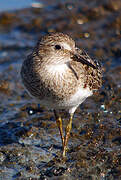 Temminck's Stint