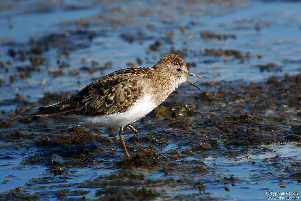 Temminck's Stint