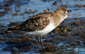 Temminck's Stint