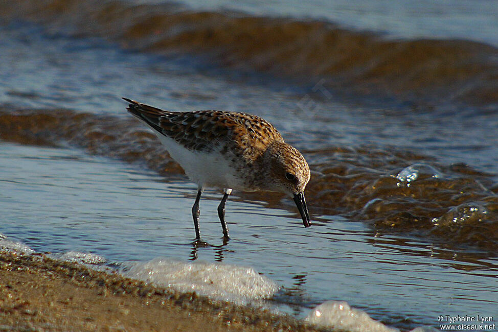 Little Stint