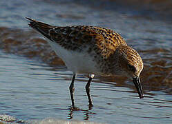 Little Stint