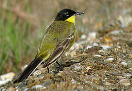 Western Yellow Wagtail (feldegg)