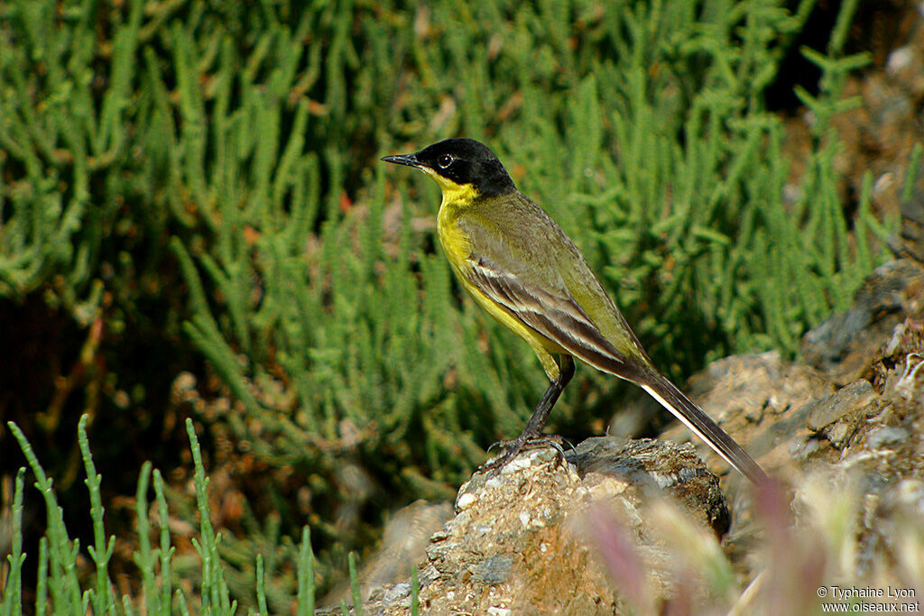 Western Yellow Wagtail (feldegg) male adult