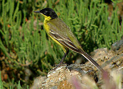 Western Yellow Wagtail (feldegg)