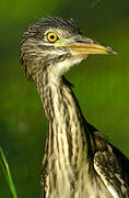 Black-crowned Night Heron