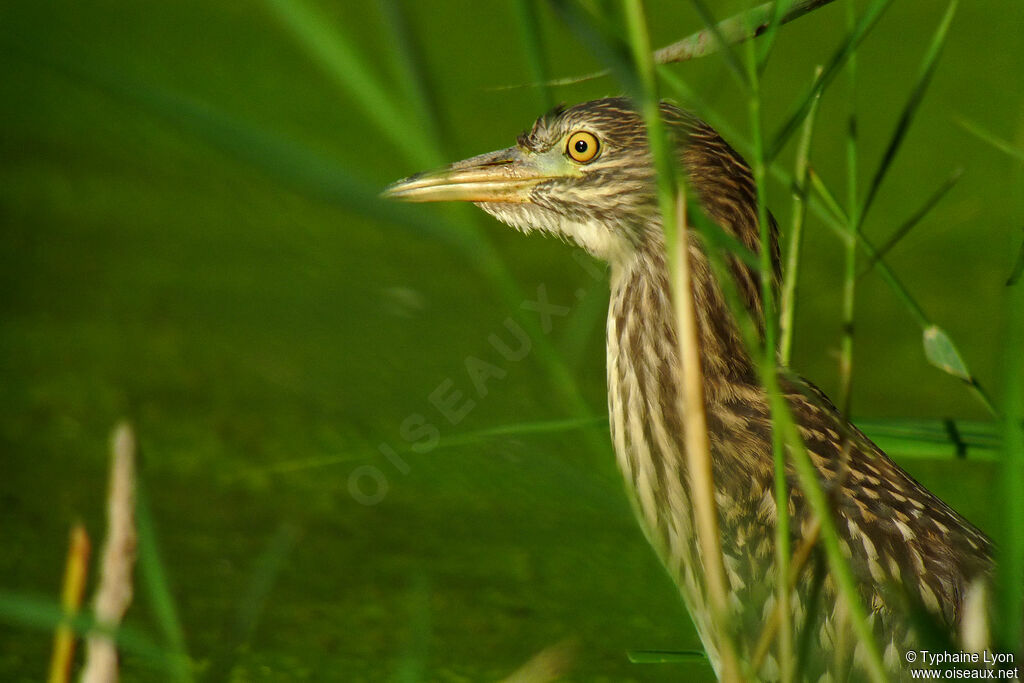 Black-crowned Night Heron