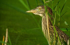 Black-crowned Night Heron