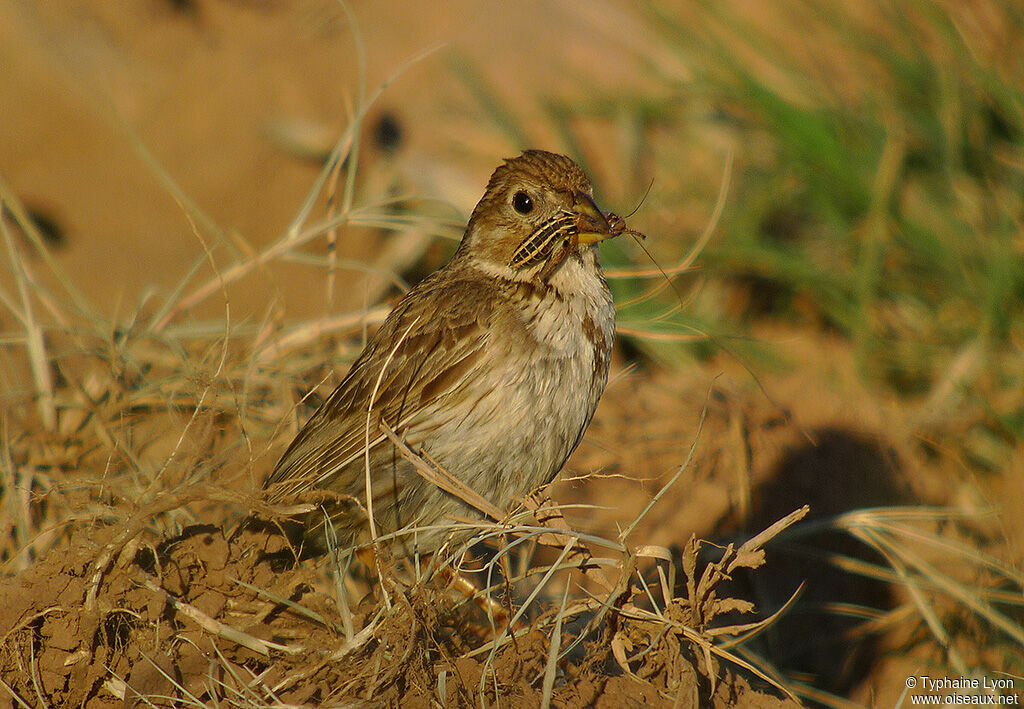 Corn Bunting, feeding habits