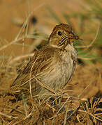 Corn Bunting