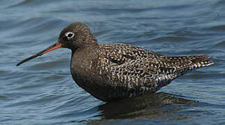 Spotted Redshank