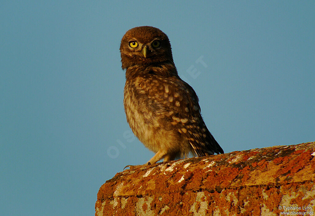 Little Owljuvenile