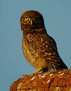 Little Owl