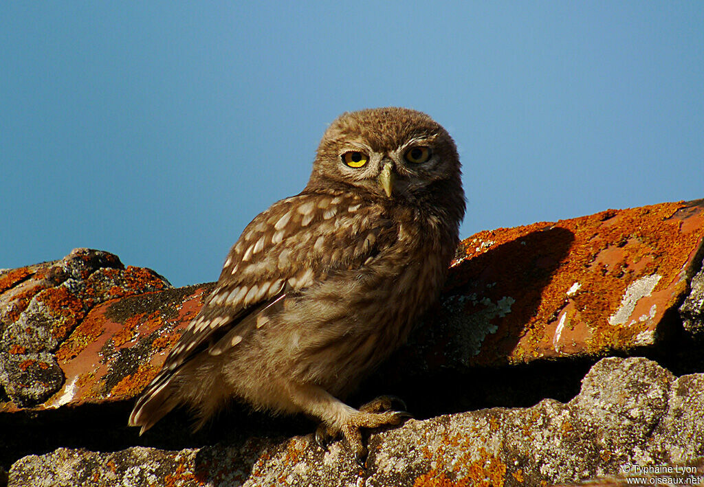 Little Owl