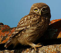 Little Owl