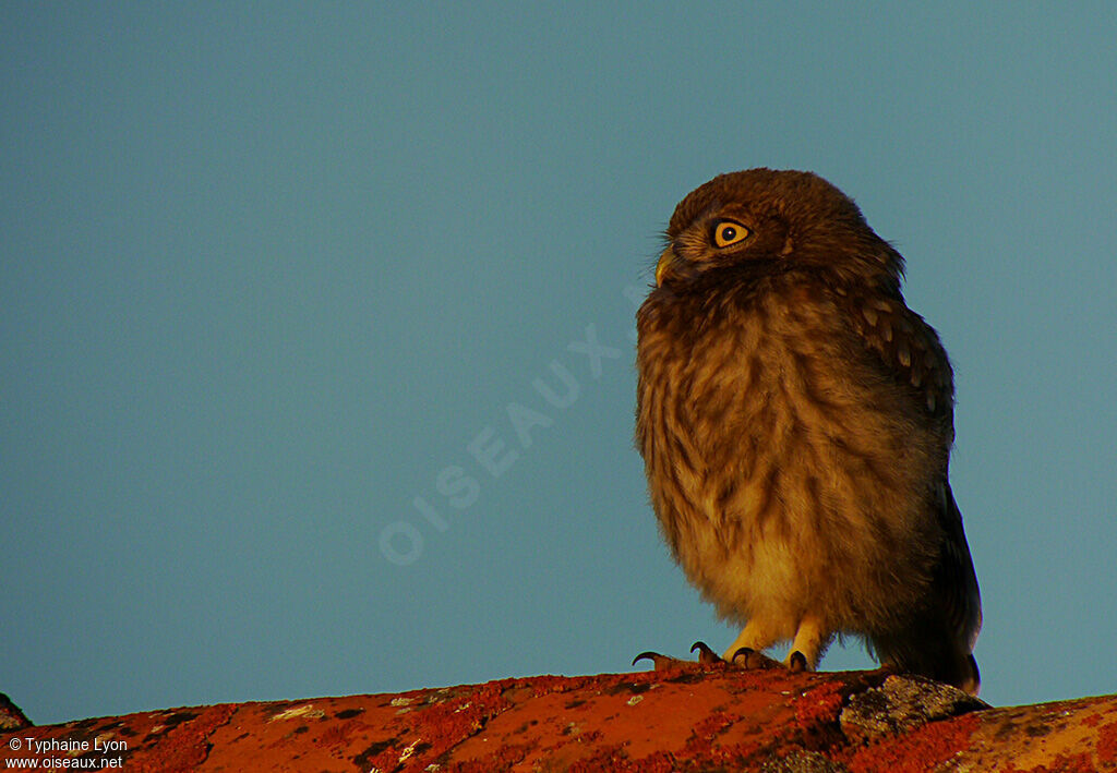 Little Owl