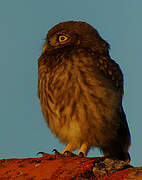 Little Owl