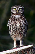 Little Owl