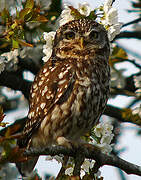 Little Owl