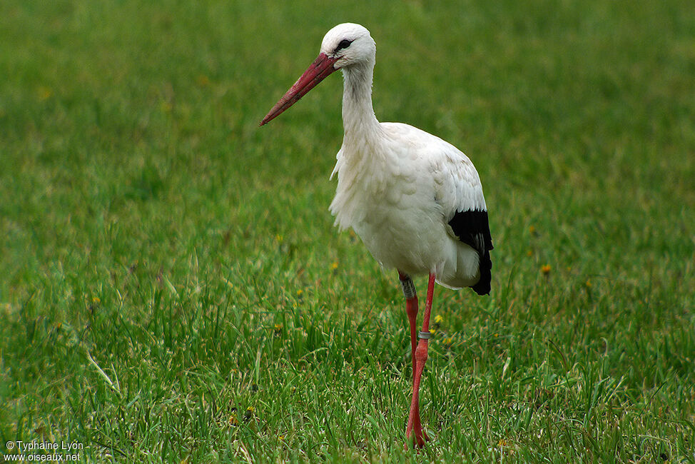 Cigogne blanche