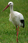 White Stork