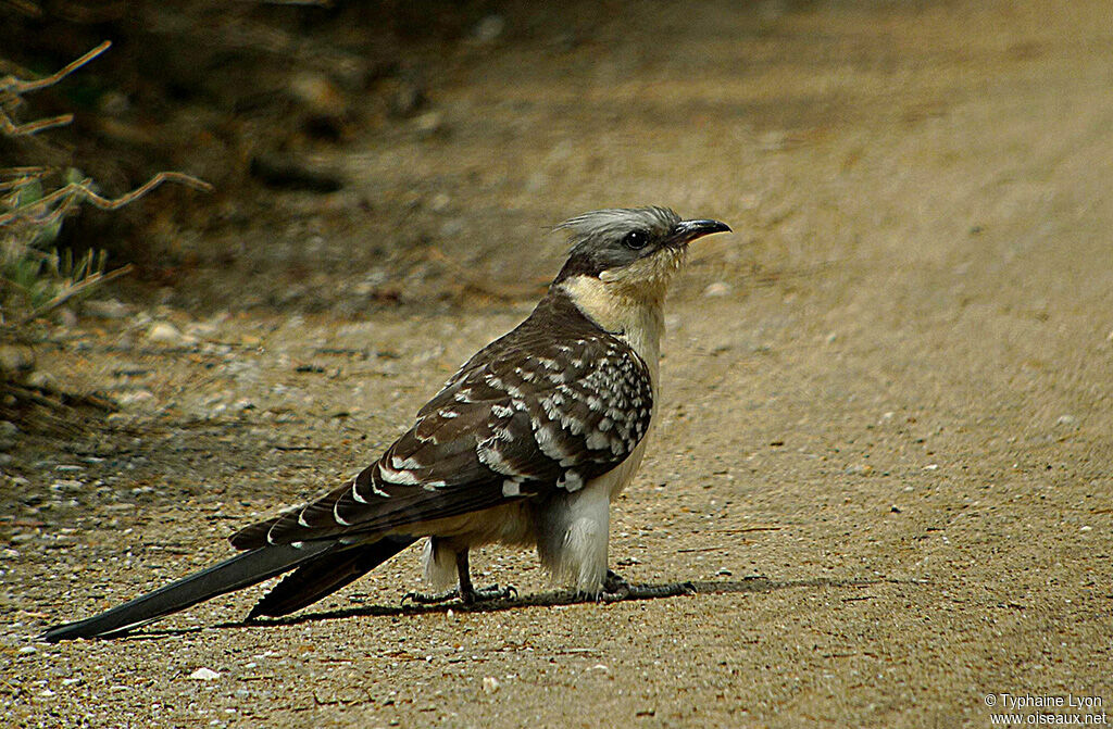 Great Spotted Cuckoo