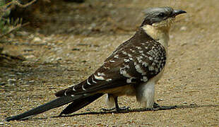 Great Spotted Cuckoo