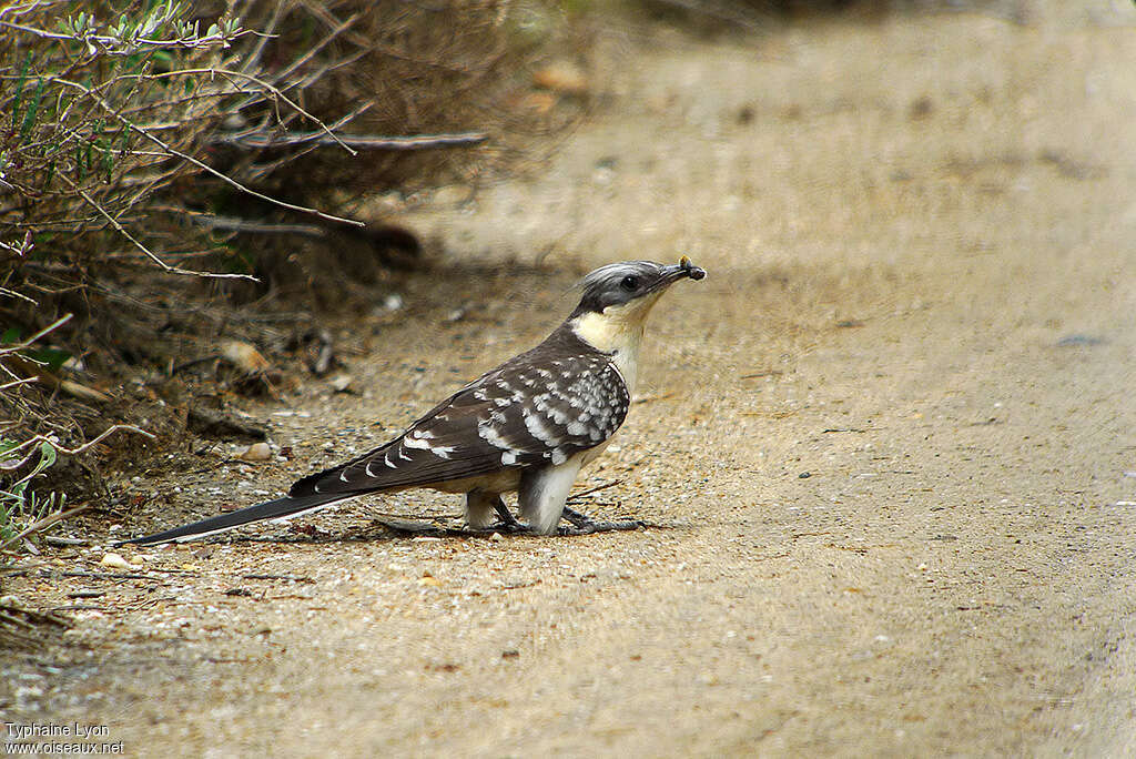 Coucou geaiadulte, régime, pêche/chasse