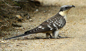 Great Spotted Cuckoo