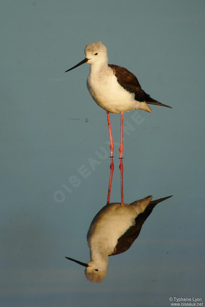 Black-winged Stilt