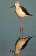 Black-winged Stilt