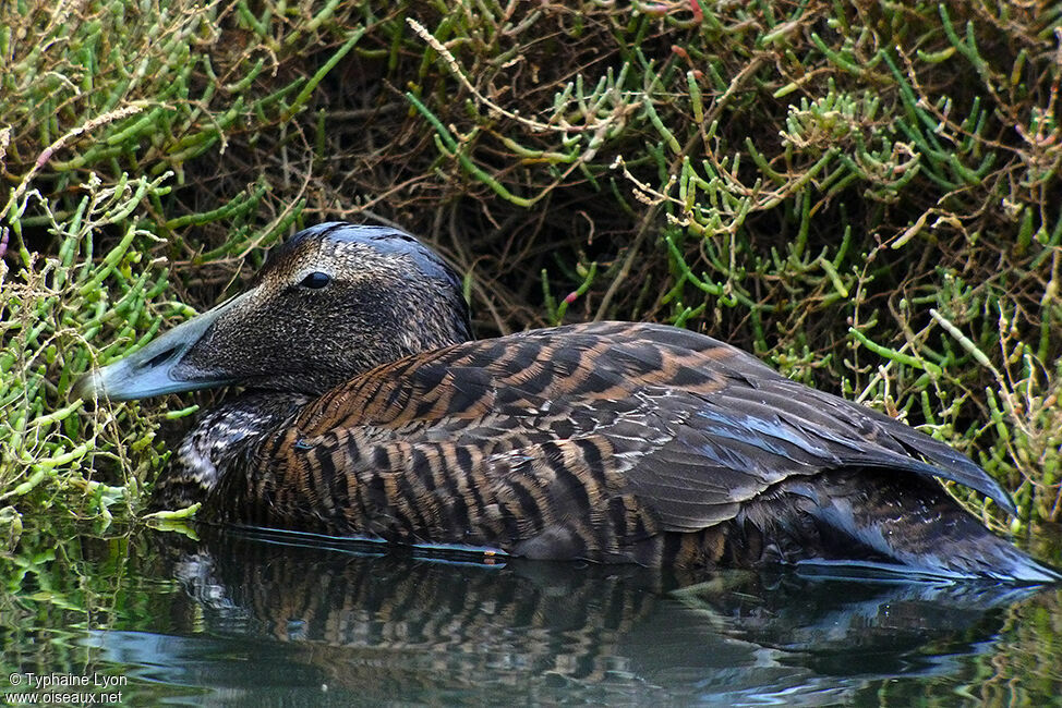 Eider à duvet