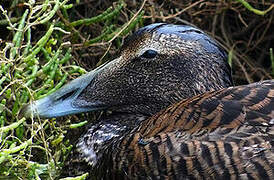 Common Eider