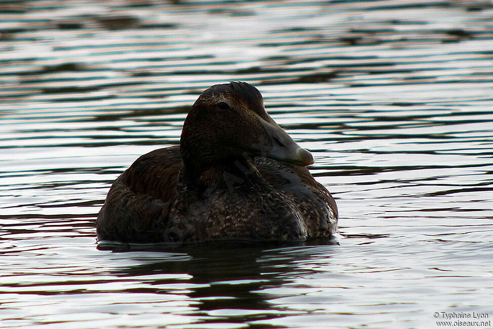 Eider à duvet