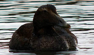 Eider à duvet