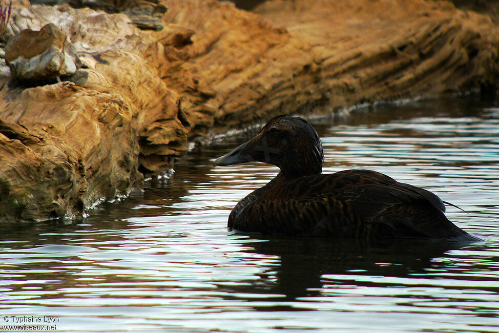 Common Eider