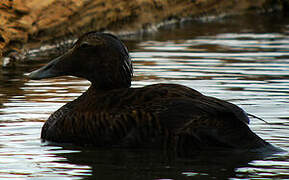 Common Eider