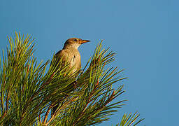 Rosy Starling